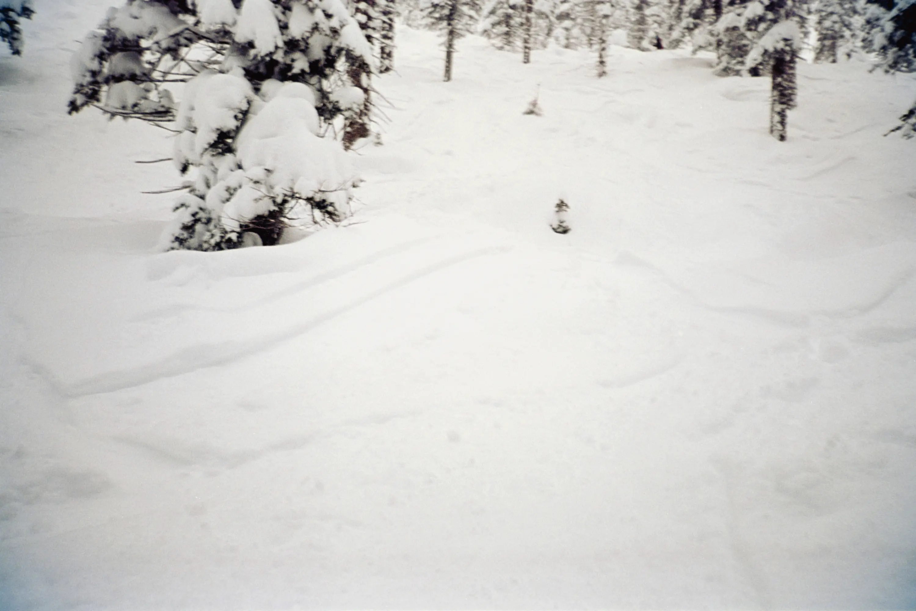 A blurry shot of Tally-Ho glades